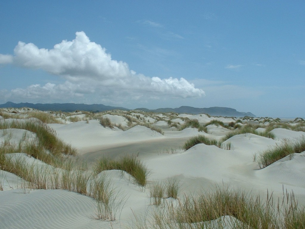 Sand dunes at Farewell Spit near the Station House Motel in Collingwood, Golden Bay, a stunning coastal landscape of pale sand and native grasses beneath a bright blue sky.