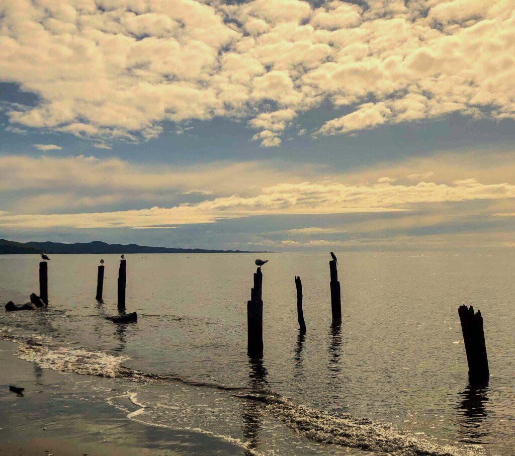 A coastal scene with seagulls resting on old wooden posts in the water, gentle waves lapping at the sandy beach, and a cloudy sky above.