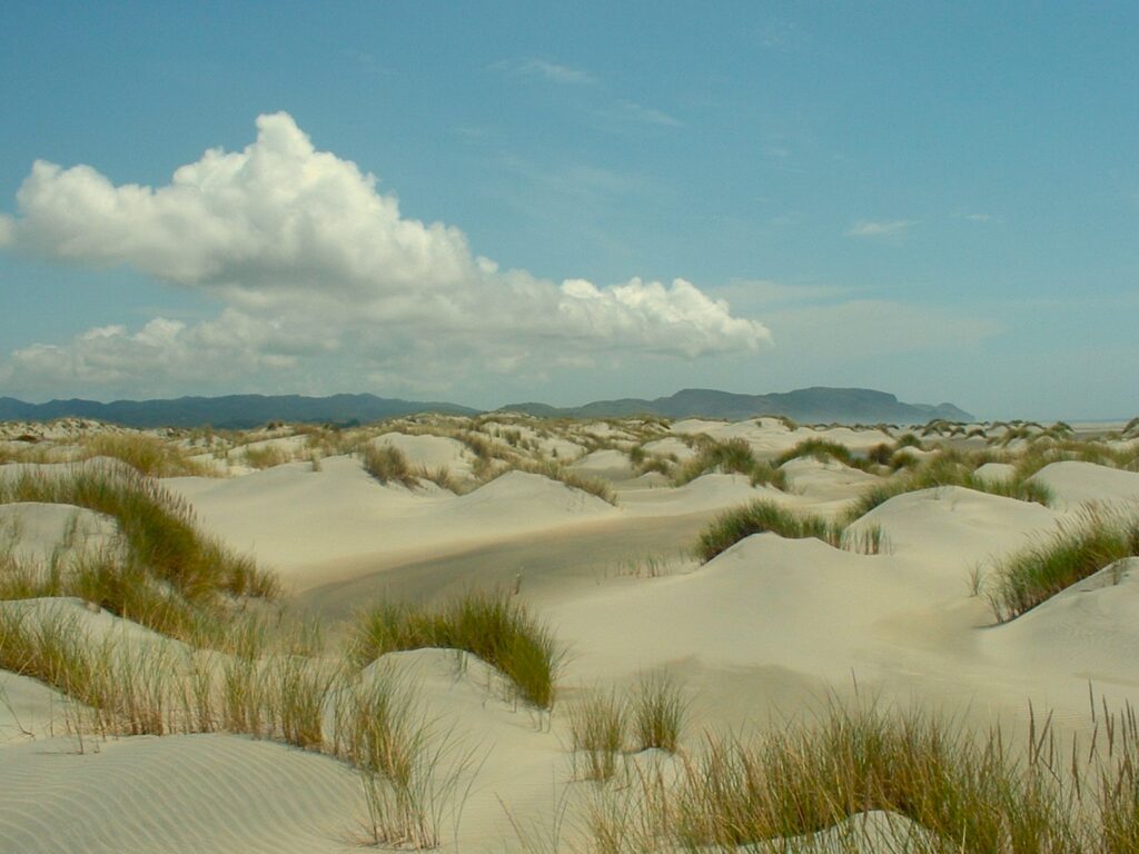 Golden sand dunes with patches of green grass stretch across Farewell Spit under a blue sky with scattered clouds.