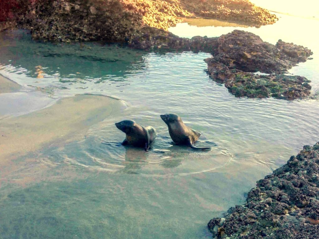 Two seal pups playing in a rock pool, Golden Bay, New Zealand.