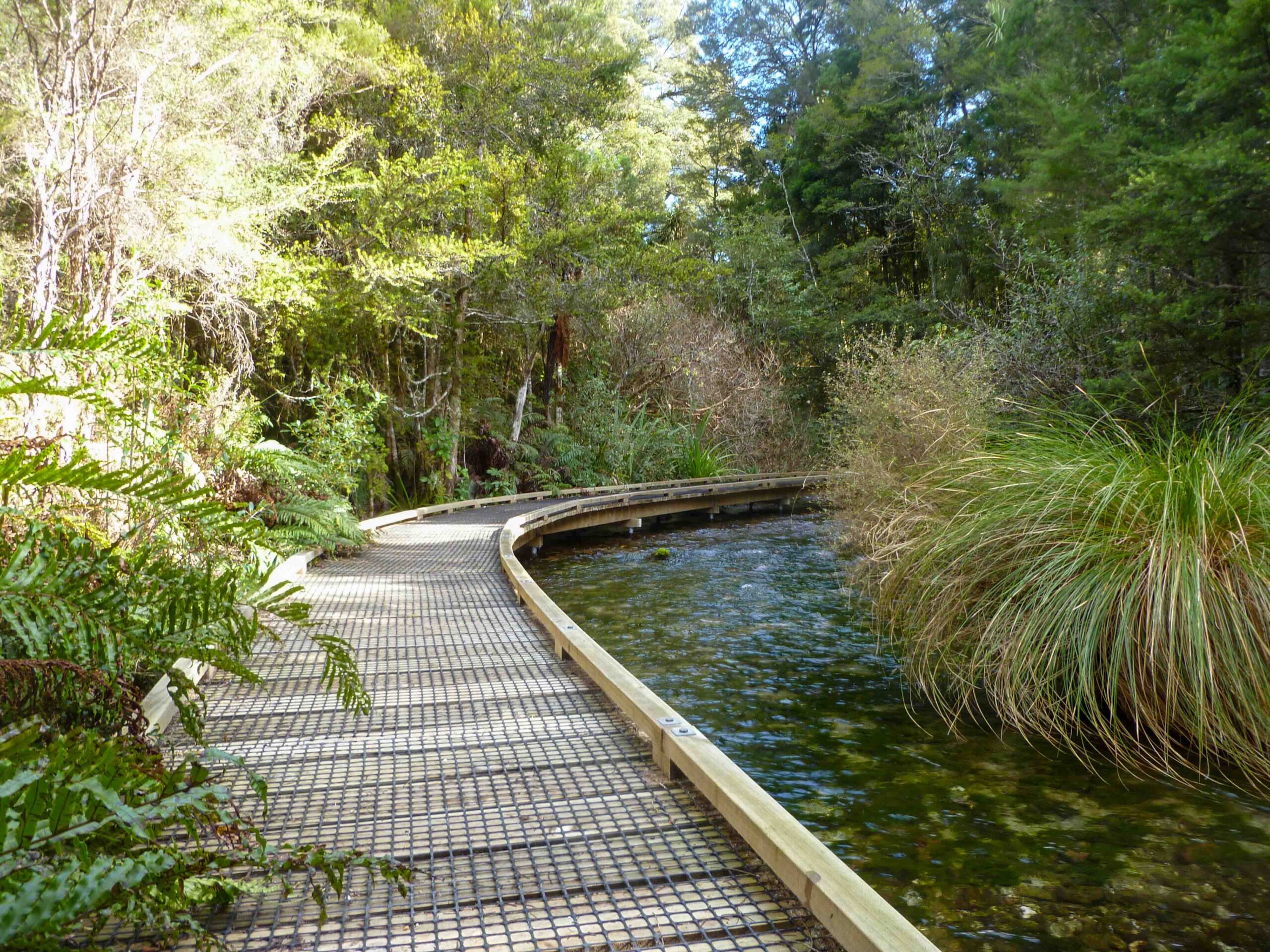 Wooden boardwalk curving alongside a clear stream, surrounded by lush native bush at Te Waikoropupū Springs.