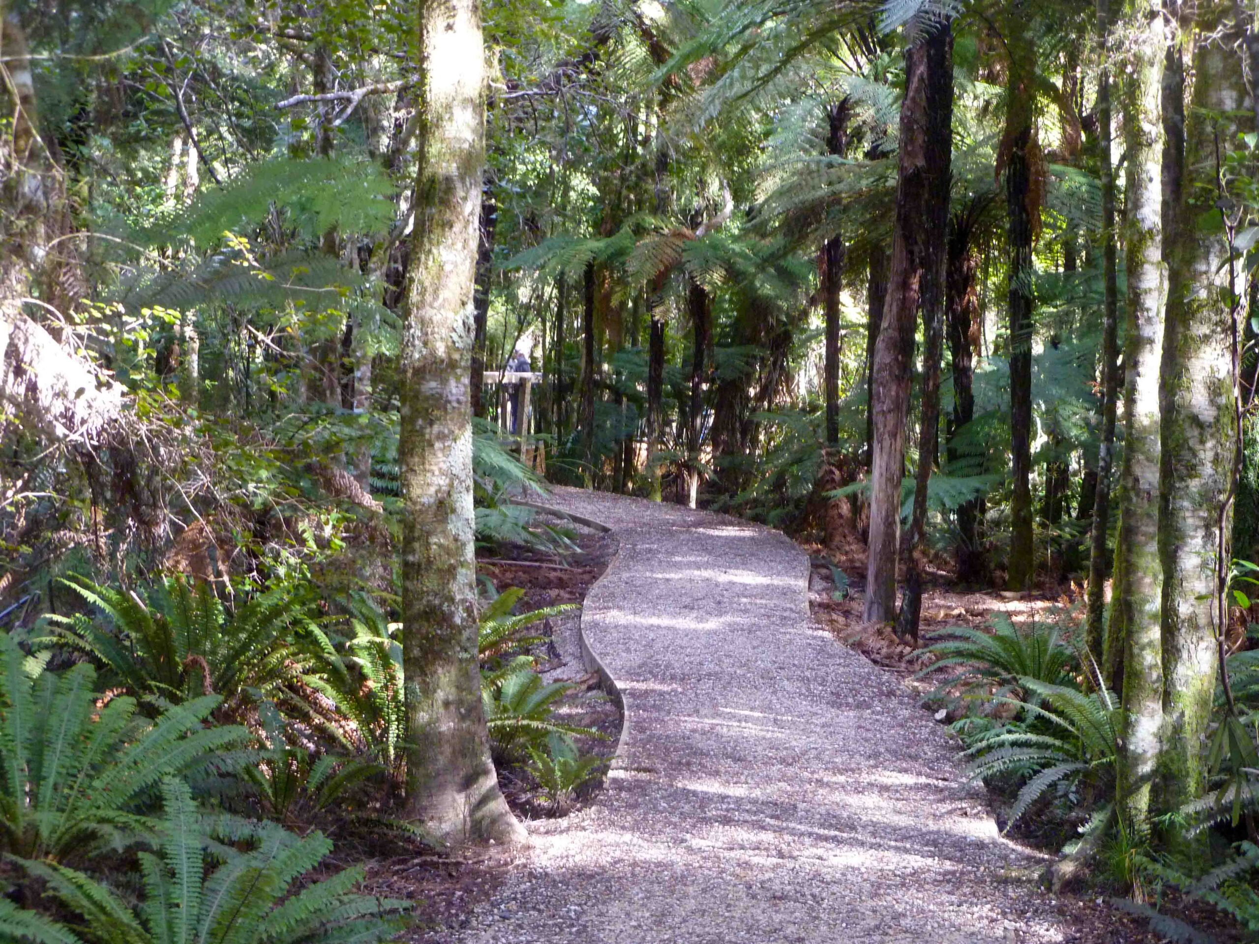 Gravel walking track winding through lush native bush with tall tree ferns at Te Waikoropupū Springs.