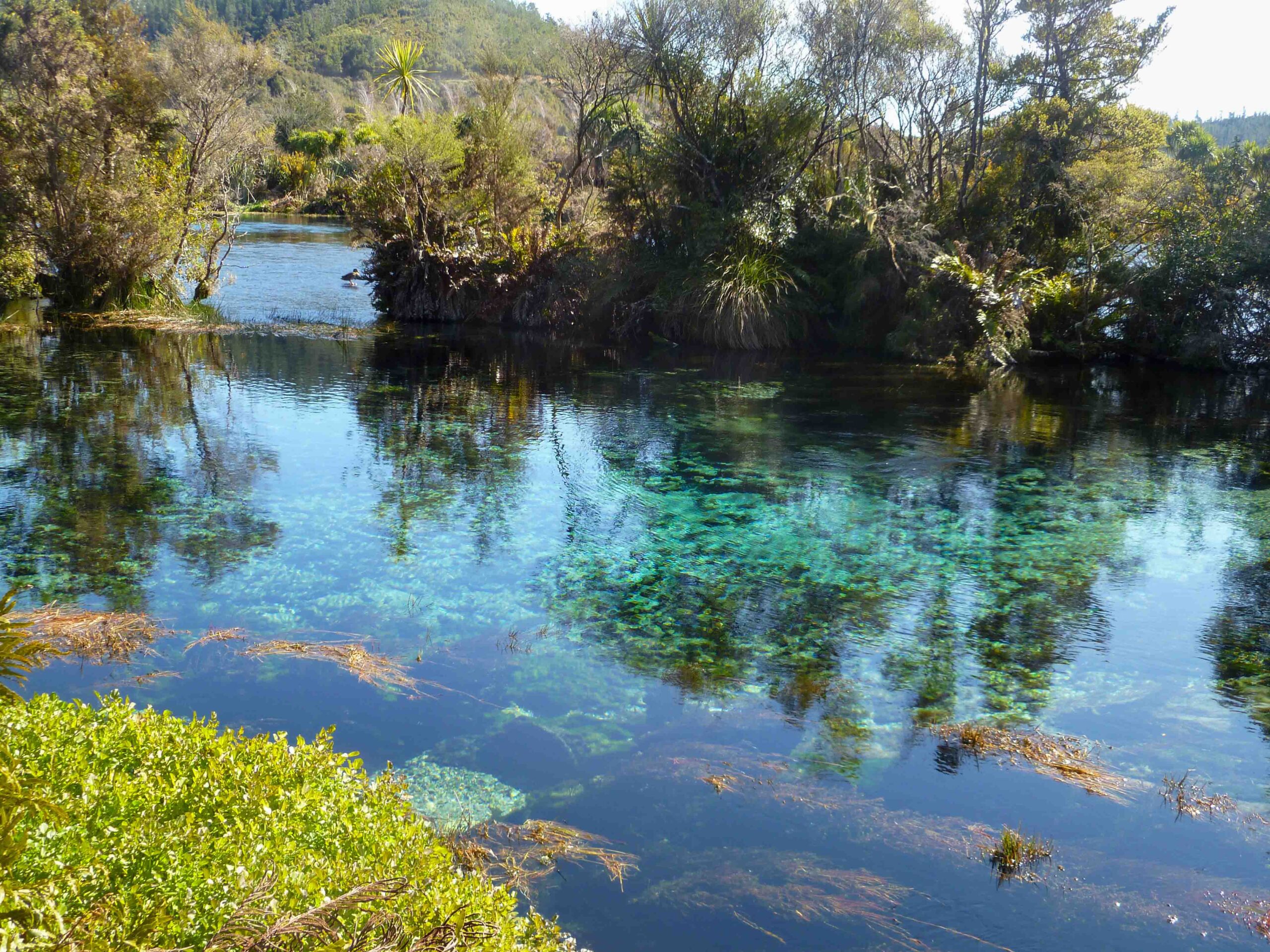 Crystal-clear waters of Te Waikoropupū Springs reflecting surrounding native bush with vibrant blue and green hues beneath the surface.